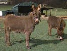 The Donkeys