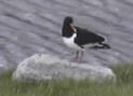 Oystercatcher by the pond